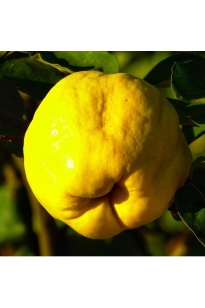 Айва яблуковидна Мускатна — плоди на дереві наприкінці вересня